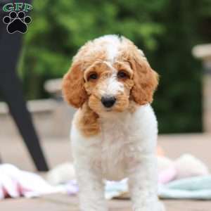 Millie, Standard Poodle Puppy
